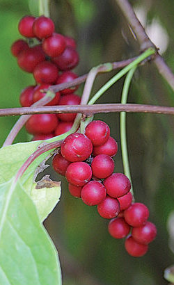 Schisandra